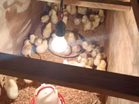 Chickens — photo 3