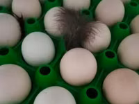 Chickens — foto 1