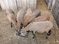 Sheep, Cameroon sheep — photo 3