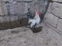 Yapon Bantam — foto 5