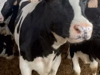 Vache, Race Holstein — photo 3