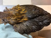 Araucana — Foto 1
