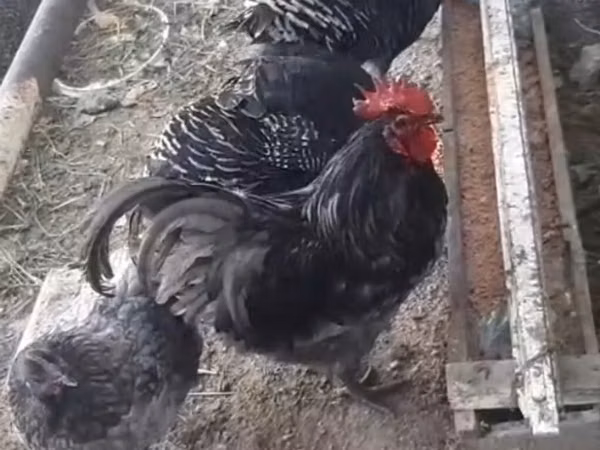 Chickens
