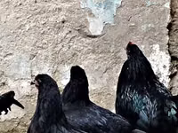 Chickens — 4-rasm
