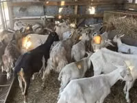 Cabras (lote, sexo no especificado), Cabras — foto 2