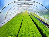 Folie Verde Uv+Ab+Ld 150Mcr. H-12M, L-25M (24-36 Luni) Turcia - d8 - livrare / credit / agroteh — Foto 3