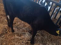 गाय, लिमोज़िन गाय — फ़ोटो 5