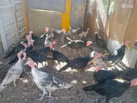 Turkeys — Foto 4