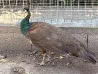 Chickens — الصورة 6