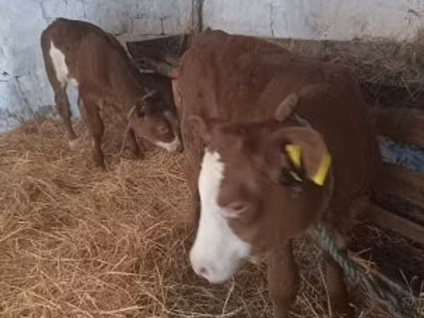 பசு, Simmental cattle