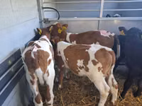 Toro, Simmental cattle — foto 2