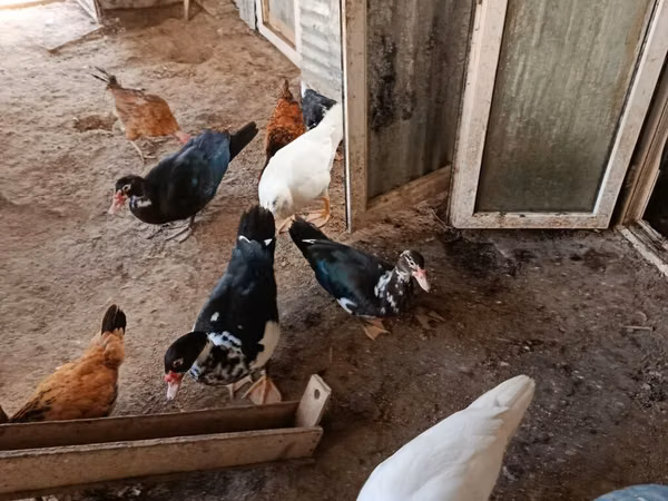 Ducks — Azerbaycan