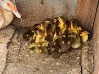 Ducks — Foto 7