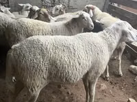 Beran, Assaf sheep — foto 3