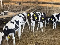 Byk, Russian Black pied cattle — zdjęcie 2
