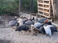 Guinea fowl — zdjęcie 2