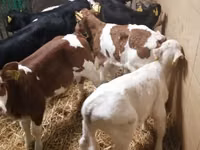Skot (série, pohlaví neuvedeno), Simmental cattle — foto 8
