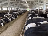 雌牛, Yaroslavl cattle — 写真 4