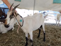 Koza, Saanen goat — foto 4