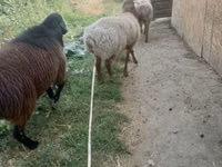 ஆண் ஆடு, Rhon sheep — புகைப்படம் 2