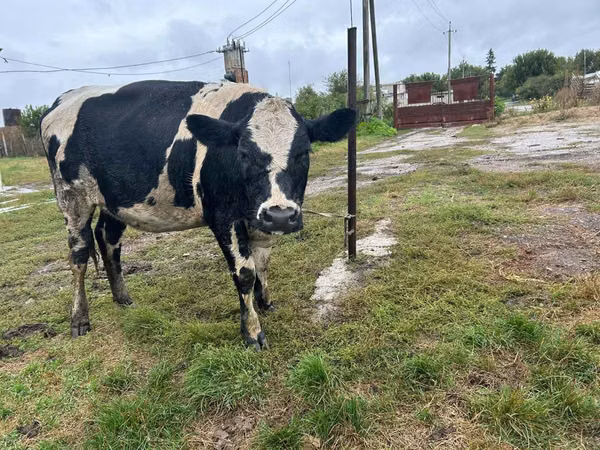 بقرة, Russian Black pied cattle