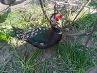 Ducks — foto 4