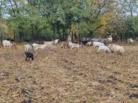 பெண் வெள்ளாடு, வெள்ளாடுகள் — புகைப்படம் 5