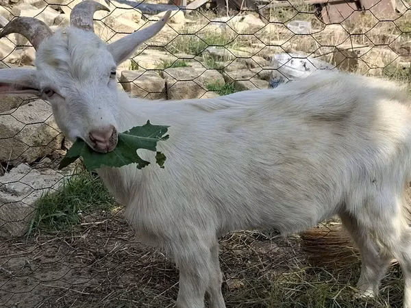 Chèvres (lot, sexe non indiqué), Saanen goat