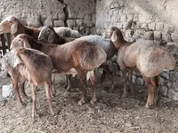 Bélier, Arashan sheep — photo 8