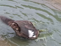 Geese — 2-сурет
