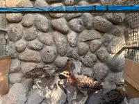 Guinea fowl — 写真 8