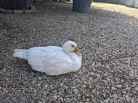 Ducks — Foto 3