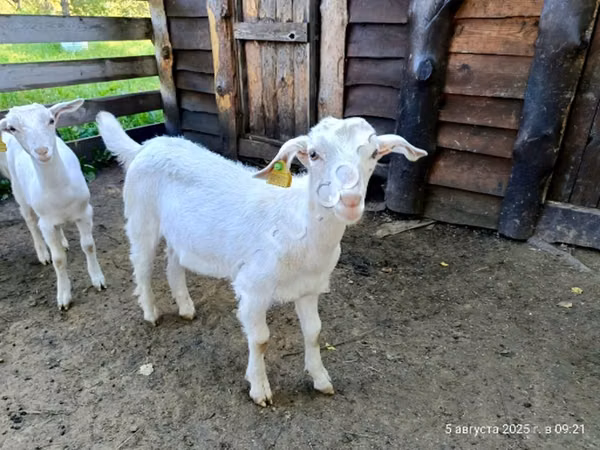 Boucs, Saanen goat
