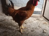 Chickens — zdjęcie 1