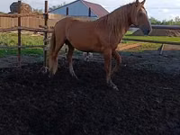 Cheval, Kushum Horse — photo 1