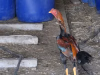 Chickens — ფოტო 4