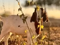 Koza, Boer goat — zdjęcie 6