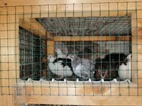 Quails — photo 4