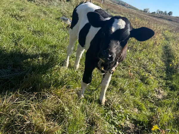 பசு, Russian Black pied cattle