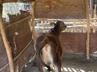 母牛, Cattle — 照片 3