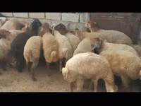 Koç, Koyunlar — foto 1