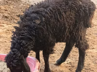 Sheep (batch, sex not specified), Sheep — photo 2