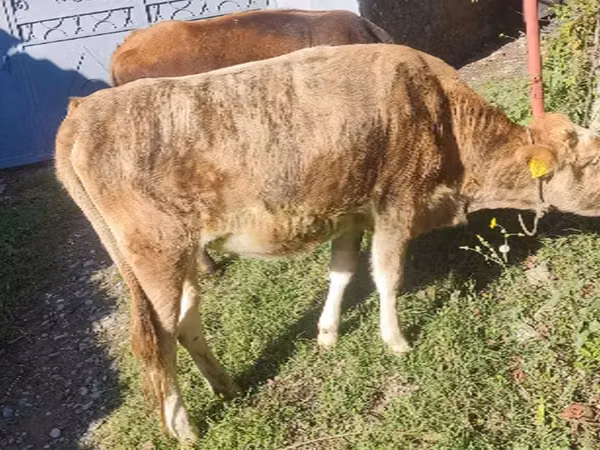 ძროხა, Simmental cattle — საქართველო