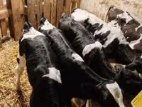 Bull, Holstein breed — photo 3