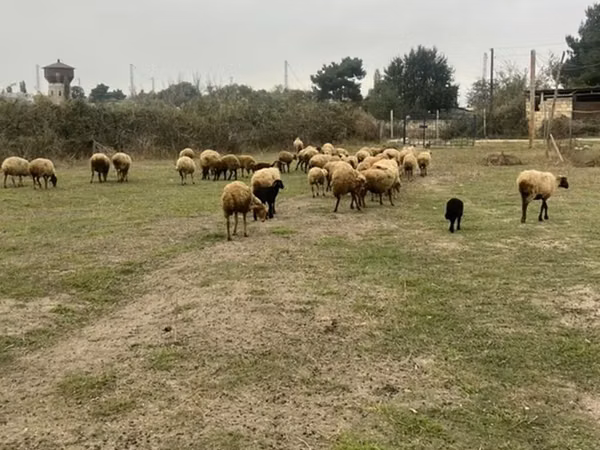 ცხვარი, ცხვრები