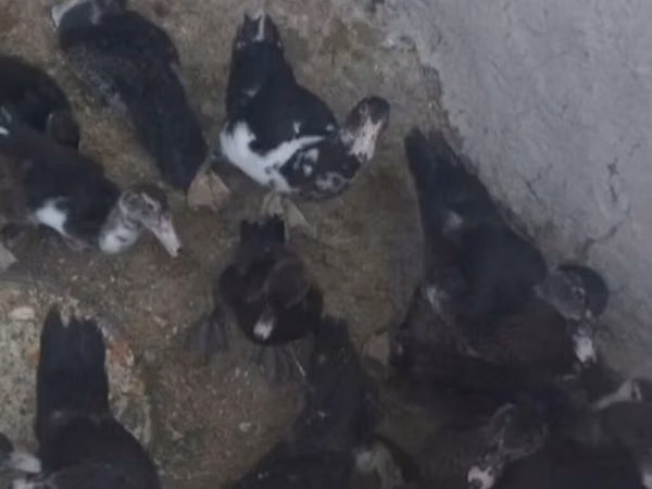 Domestic Muscovy — Ozarbayjon