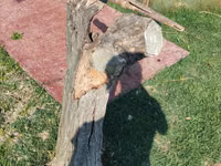 عنزة, الماعز — الصورة 2