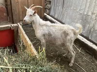 ஆண் வெள்ளாடு, Saanen goat — புகைப்படம் 3