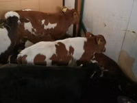 Skot (série, pohlaví neuvedeno), Simmental cattle — foto 2