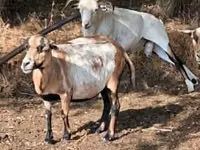 نعجة, Cameroon sheep — الصورة 2